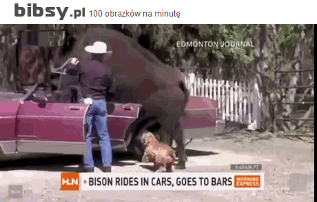 Ручной бизон