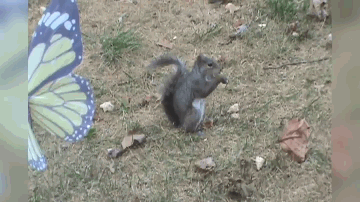 gif3440