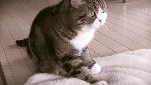 Котик