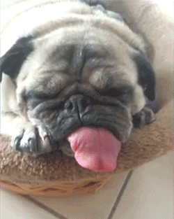 -морда-язык-живность-3473947