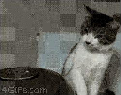 giphy (1)