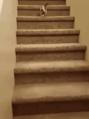 -котэ-живность-3481521