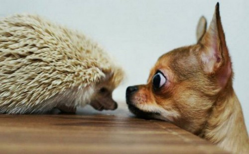 funnyanimal1
