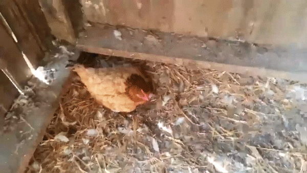 аа