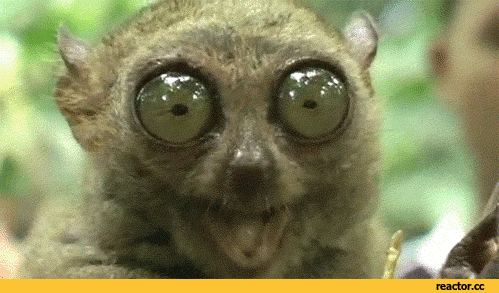 -гифки-лемур-86065