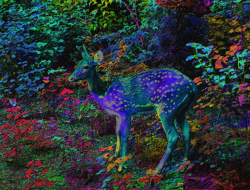 tumblr_o40t6zy9YK1uixajwo1_500