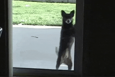__dancing_dog