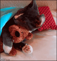 Kitten_hugs_teddy