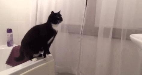 Коты глупые?