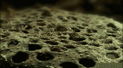 0_bfab5_99b20aaa_L.gif