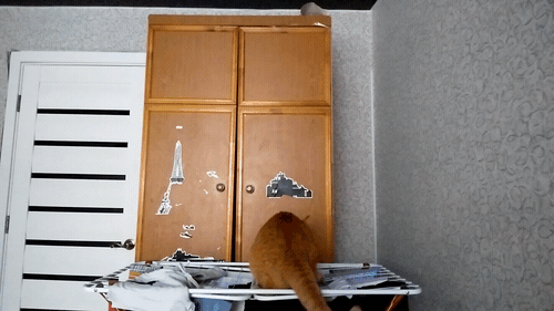 -котэ-fail-Я-и-моя-сраная-кошка-3516443