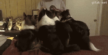 Собака-хитрожопака