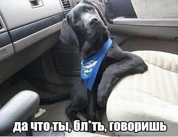 песик