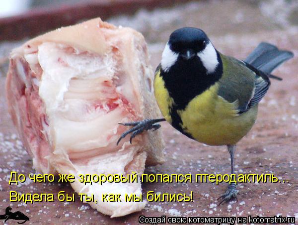 синичка