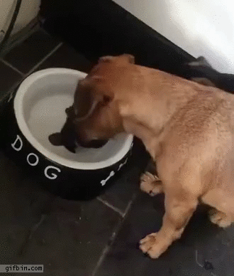 dogconfusedaboutboneinwaterbowl