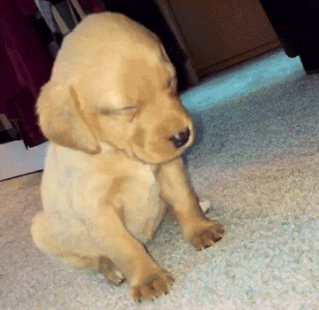 засыпающий щенок