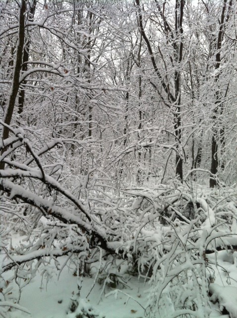 Зима Белгородский лес