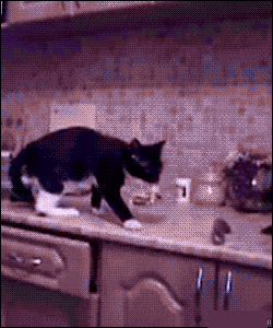 catpp_3