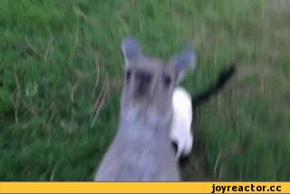 -лемур-кенгуру-животные-302699