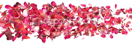 -Rose-petals