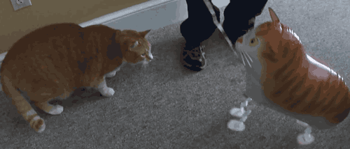 gatos-superior10