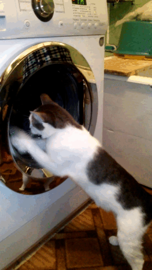 Котик и стиральная машина