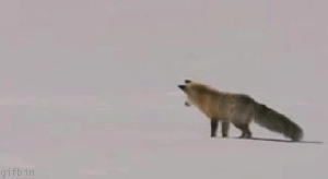 1248715399_arctic-fox-hunting