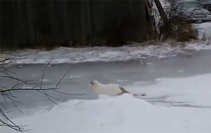 gif3788