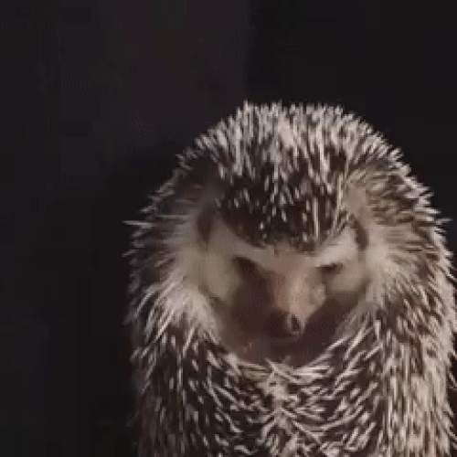 ezgif.com-video-to-gif (1)