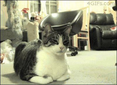 Top-15-Very-Funny-Cat-GIFs-humorous