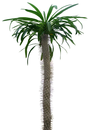 rasteniya