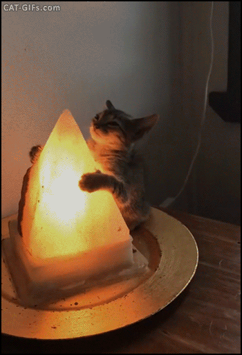 CAT GIF • Cute sleepy Kitten found blissfully hugging warm salt lamp