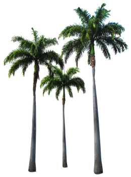 palm_trees_by_owhl_stock-d6inf33