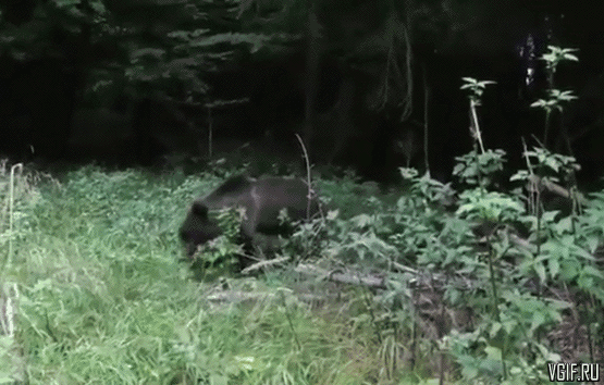 Испуг медведя