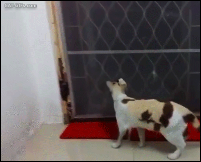 CAT GIF • Clever Cat finds and opens a small Cat door Amazing and graceful Cats
