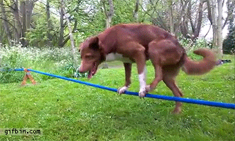dog_does_handstand_on_a_rope