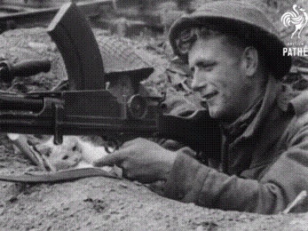Военный кот!