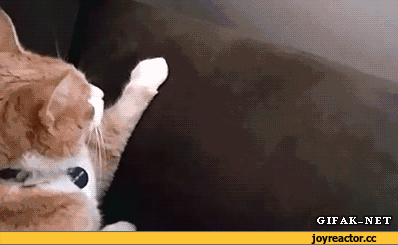 -живность-подозрение-SOON-1228748