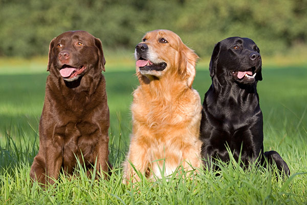 29_labrador_retriever
