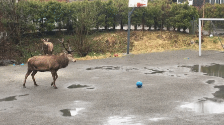 Нападающий