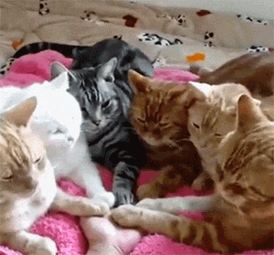 Которитуал