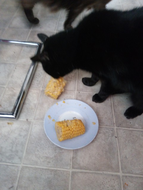 IMG_20170411_181026 (2)