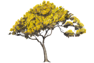 tabebuia_donnell_smithii