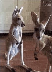 Cute-baby-kangaroo