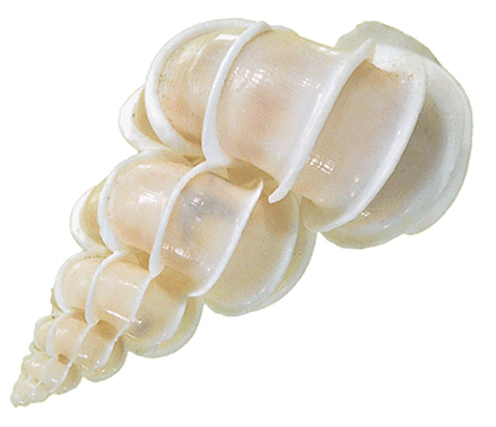 Shells io. Эпитониум моллюск. Эпитониум раковина. Эпитониум лестничный. Белая Ракушка.