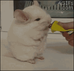 meshanina-kartinki-smeshnye-kartinki-fotoprikoly_2142583396