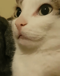 Олимпийское спокойствие