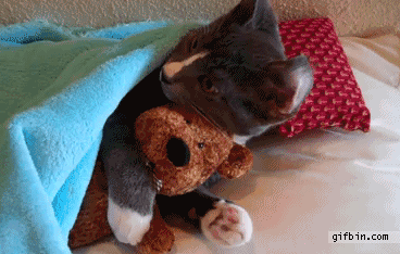 1291476024_cat-hugs-teddy-bear