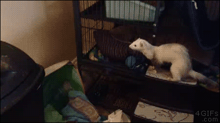 Ferretjumpstrashcan_yapfiles.ru