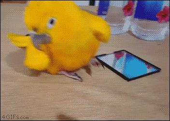 Parakeet-parrot-struts